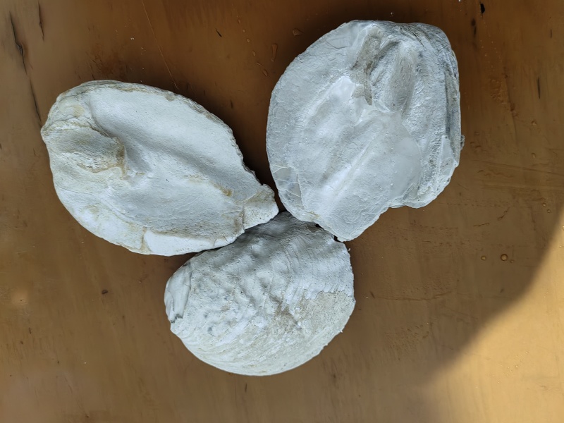千年丽蚌壳