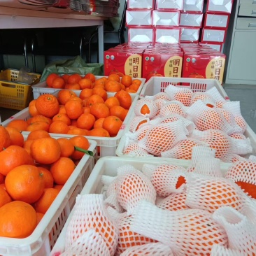 四川蓬溪明日见柑桔