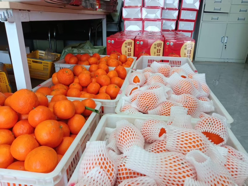 四川蓬溪明日见柑桔