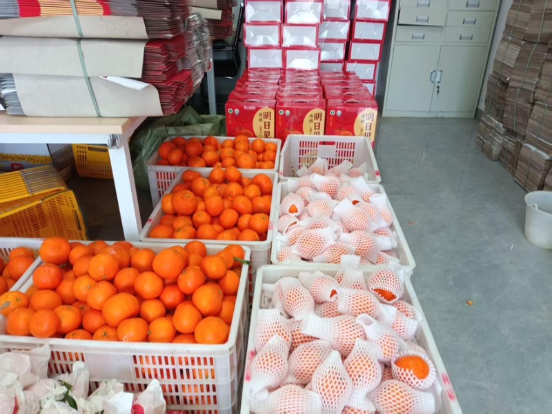 四川蓬溪明日见柑桔