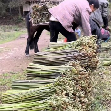 贵州蕨菜大量出货，需要的联系