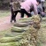 贵州蕨菜大量出货，需要的联系