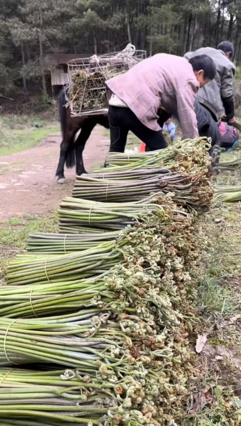 贵州蕨菜大量出货，需要的联系