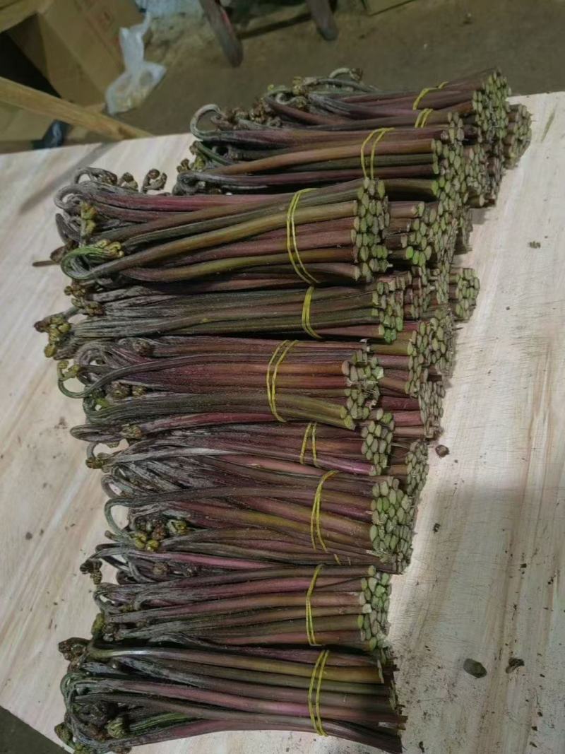 贵州蕨菜大量出货，需要的联系
