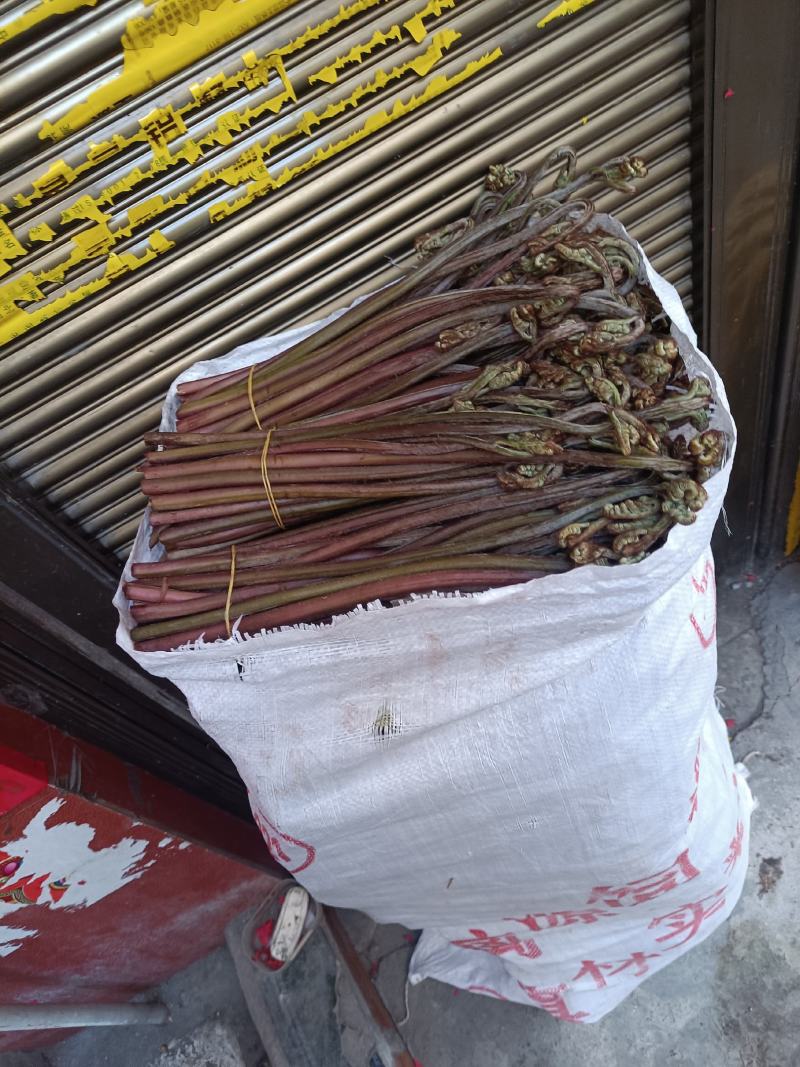 贵州蕨菜大量出货，需要的联系