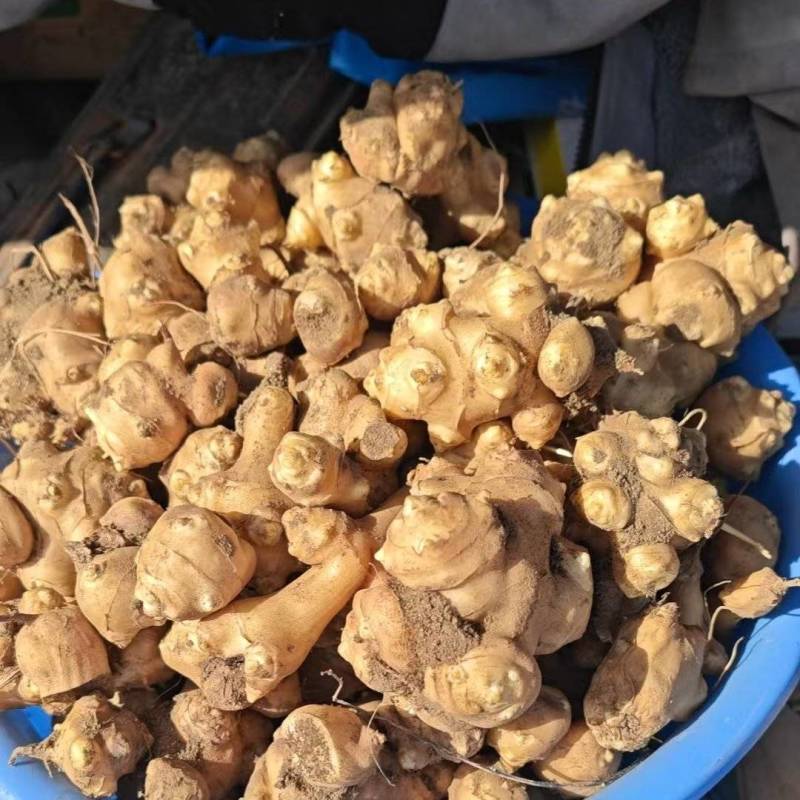 千亩白洋姜滞销，鬼子姜，菊芋头，
