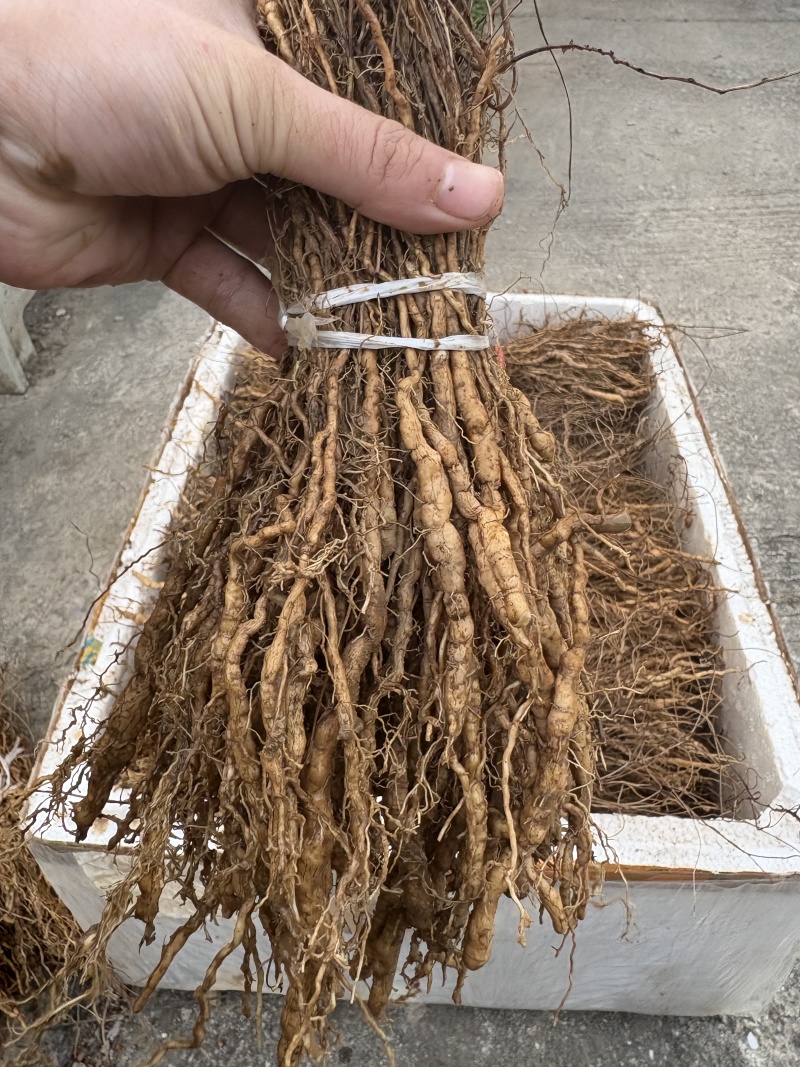 粉防己种苗