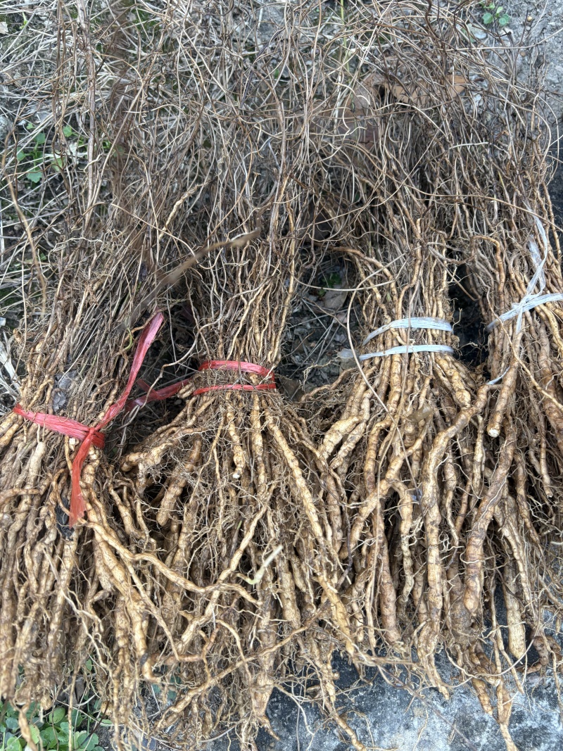 粉防己种苗