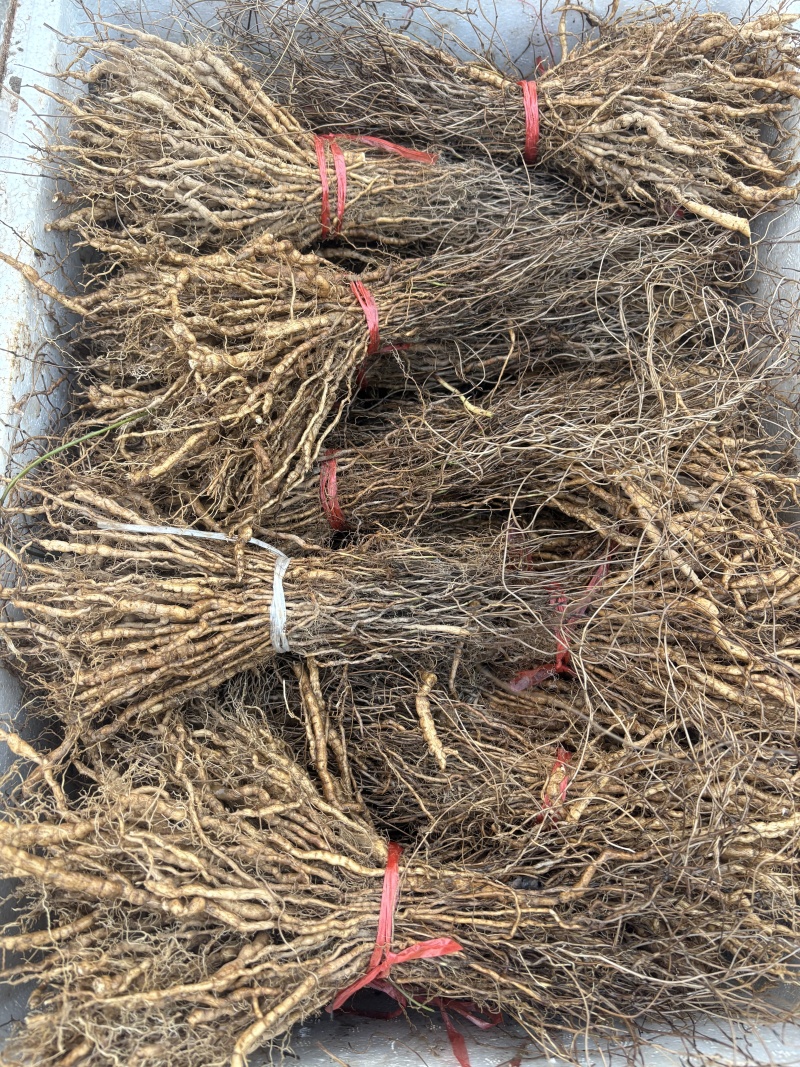 粉防己种苗