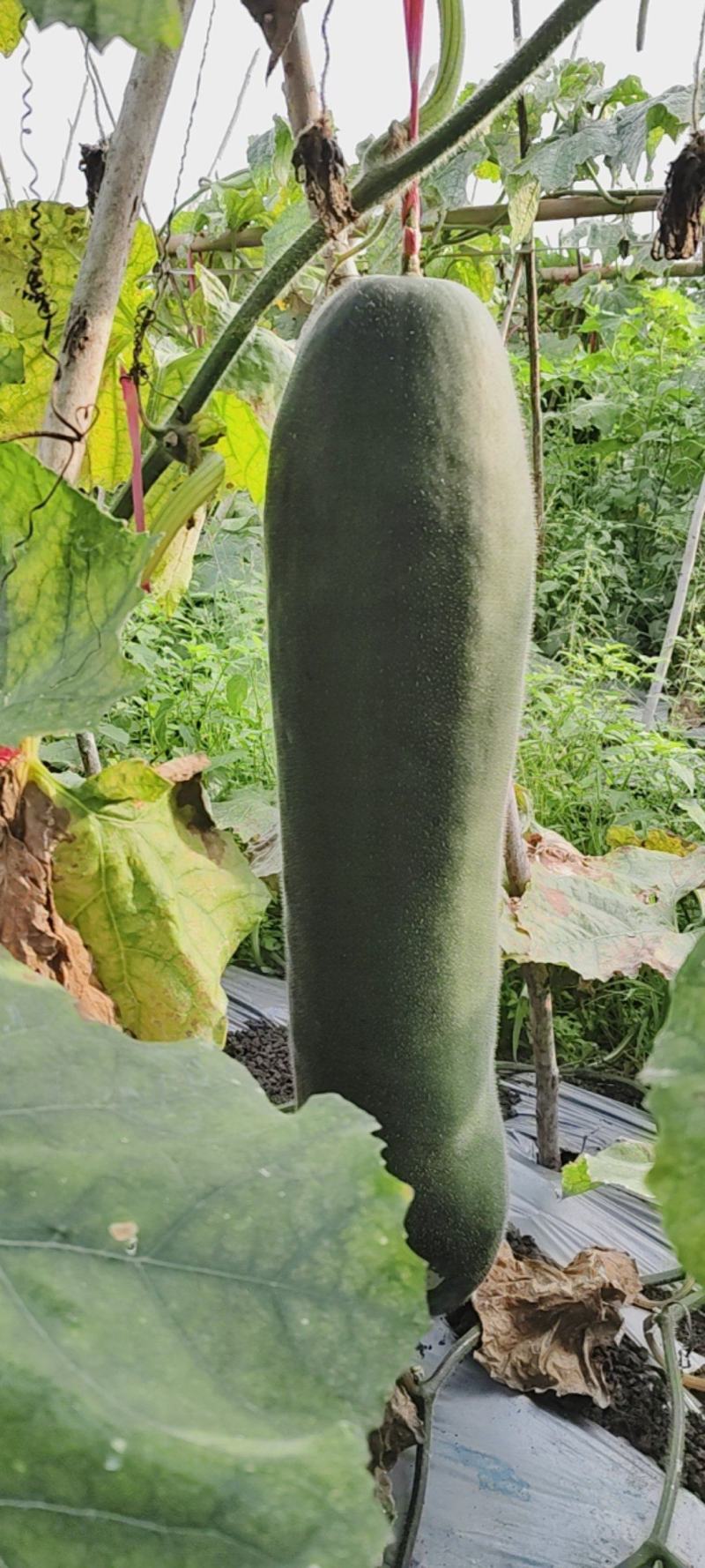 海南黑皮冬瓜，种植地海南儋州市木棠镇。