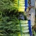 精品红尖叶香莴笋新上市