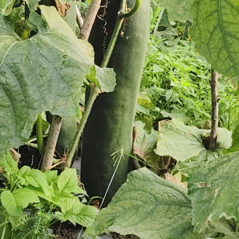 海南黑皮冬瓜，种植地海南儋州市木棠镇。