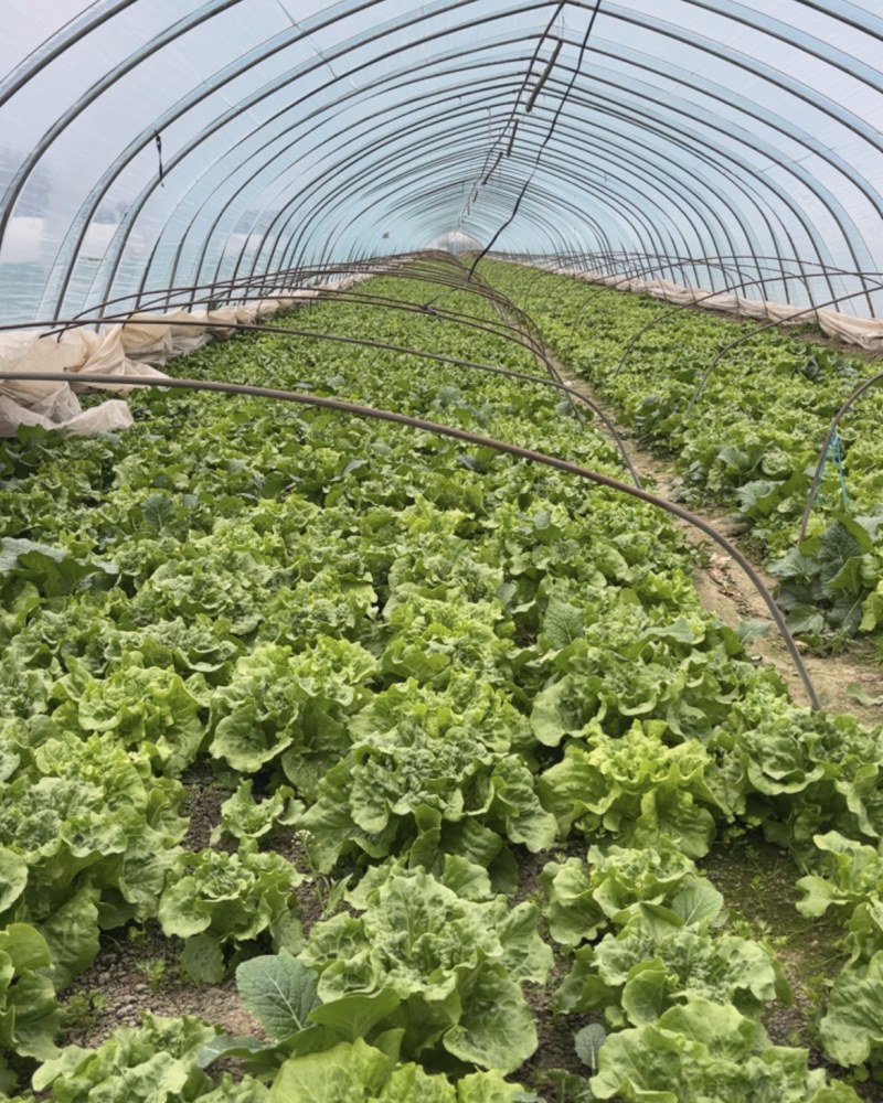 淮安市黄码生菜