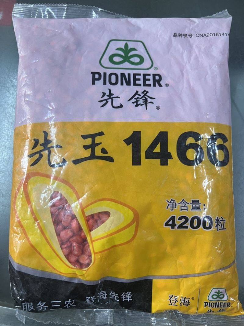 先玉1466玉米种子粮饲两用活杆成熟抗锈抗倒