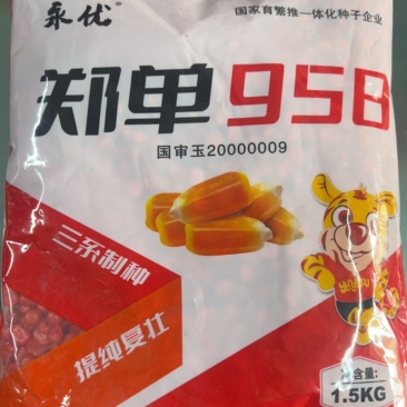 【正宗新货】郑单958玉米种子进口种衣剂高纯度
