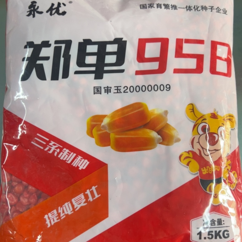 【正宗新货】郑单958玉米种子进口种衣剂高纯度