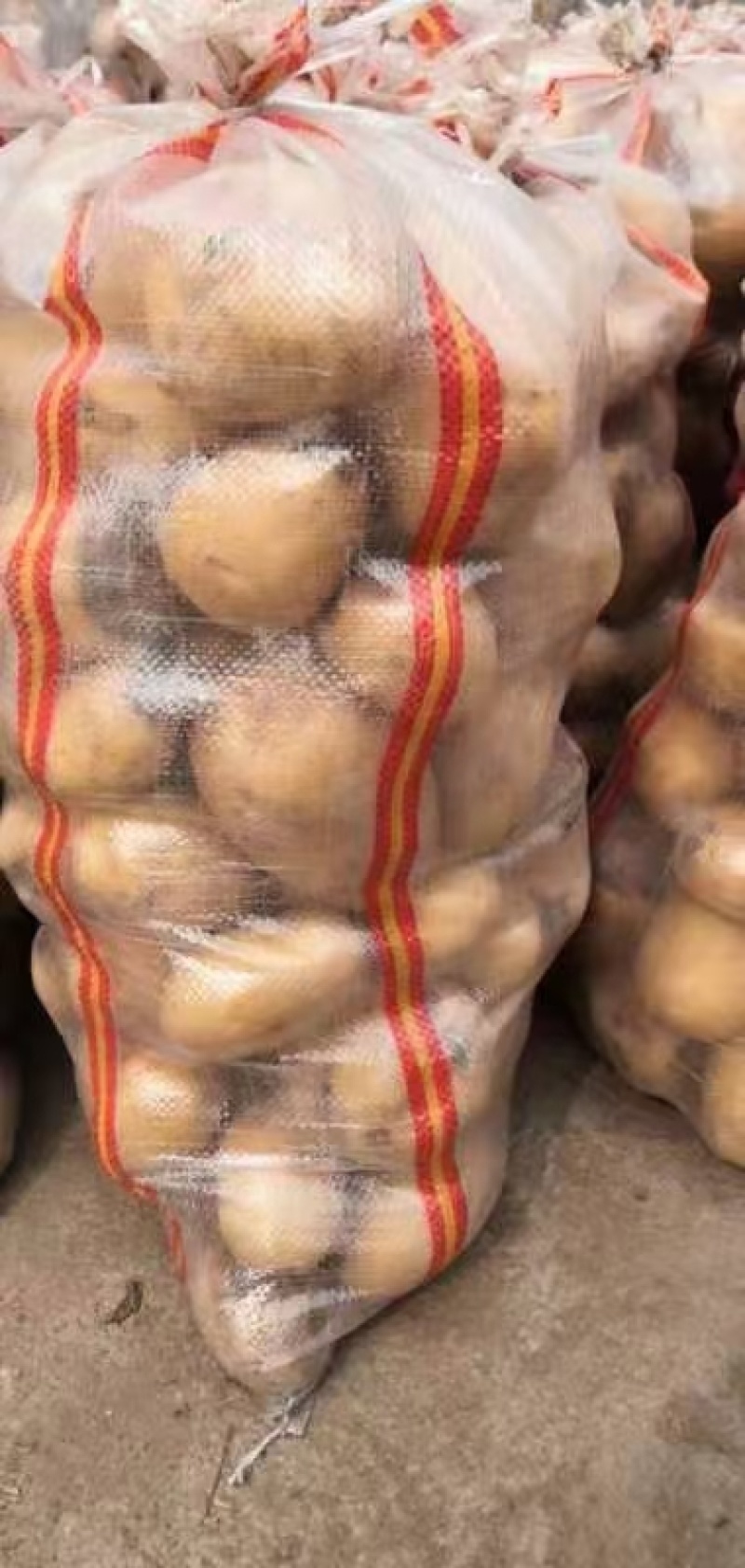 山东优质荷兰十五，806土豆