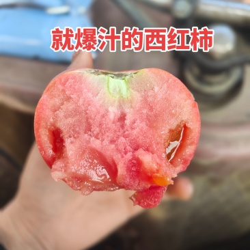 普罗旺斯口感西红柿