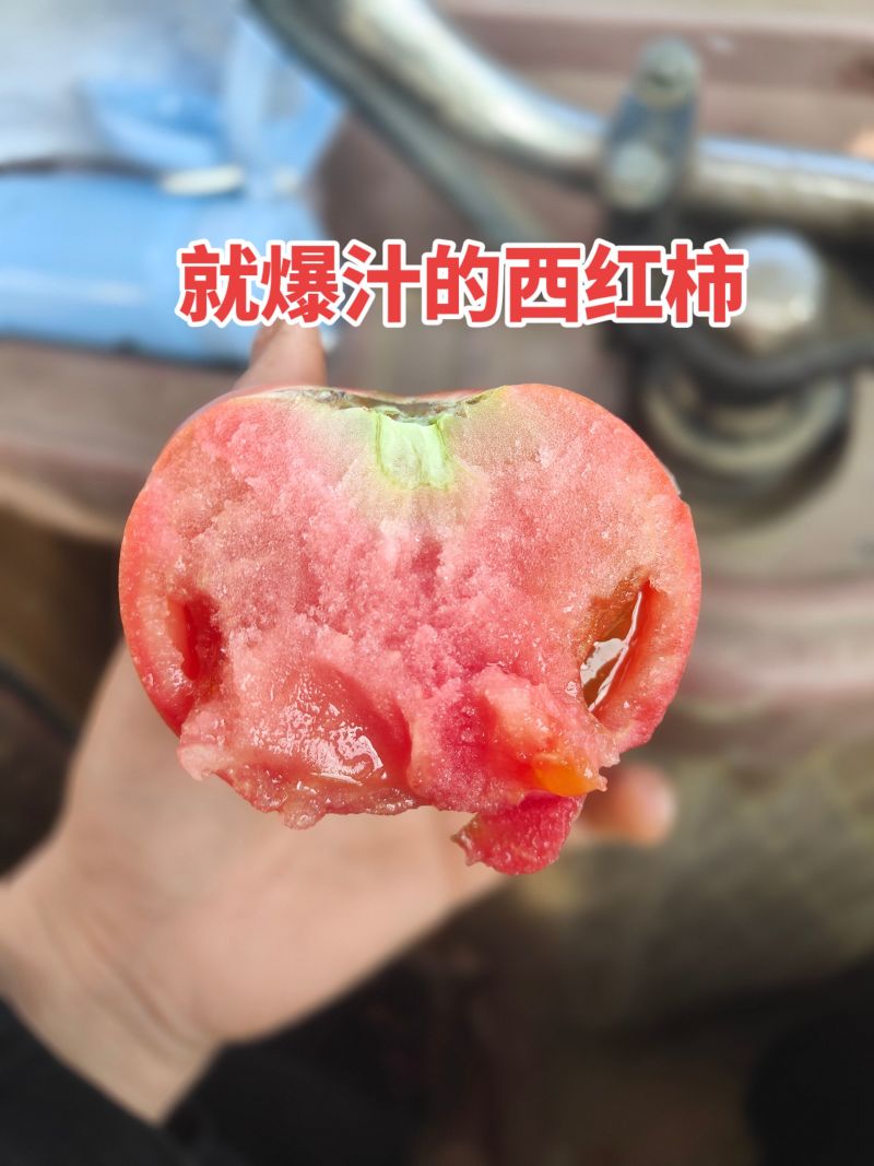 普罗旺斯口感西红柿