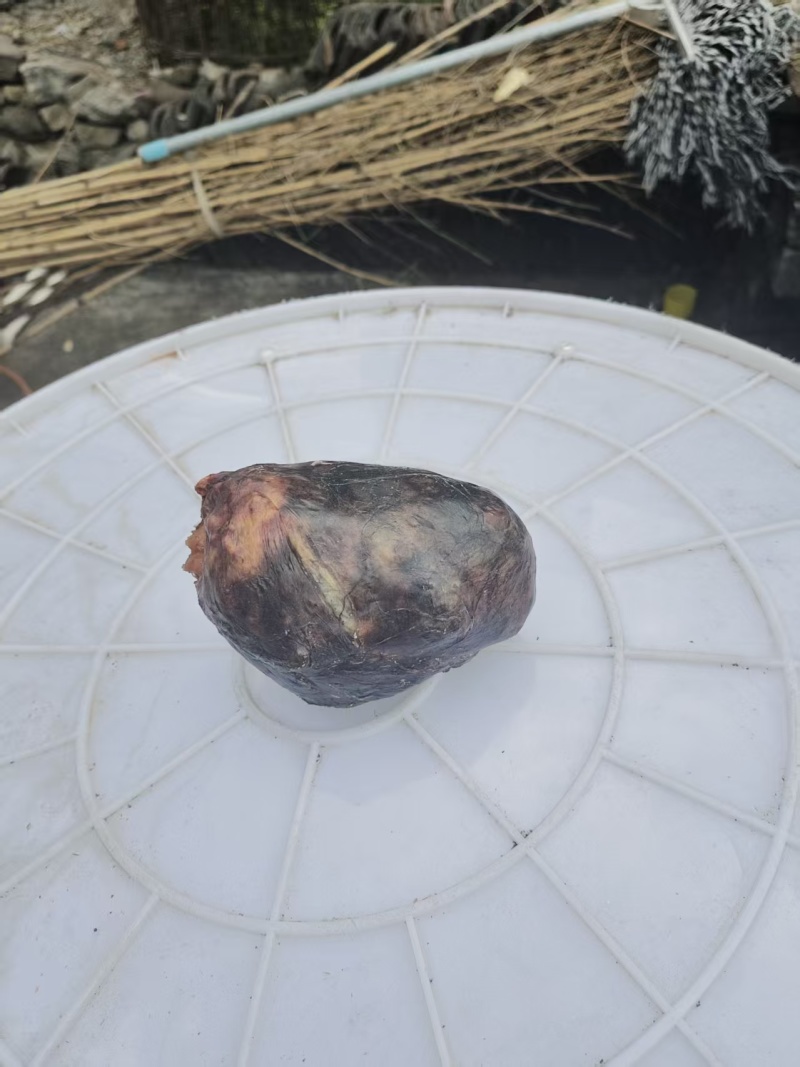 今天刚杀了只鹅肚子里面发现一个很奇怪的东西，他们说是鹅宝