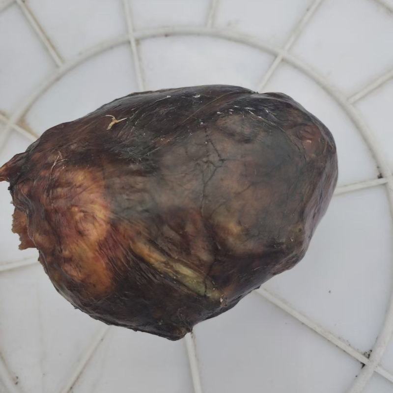 鹅宝大量现货供应，货源充足，对接全国客商货发全国