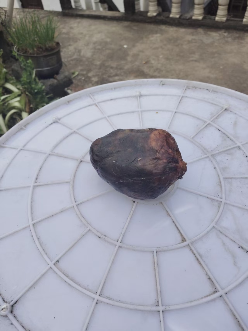 鹅宝大量现货供应，货源充足，对接全国客商货发全国