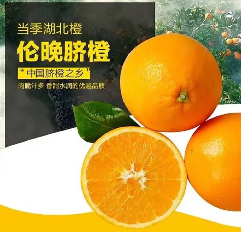 秭归伦晚脐橙产地自产自销果园看果采摘大吨位供应品质三包