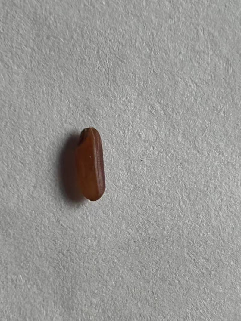 贵州红花村红花稻米