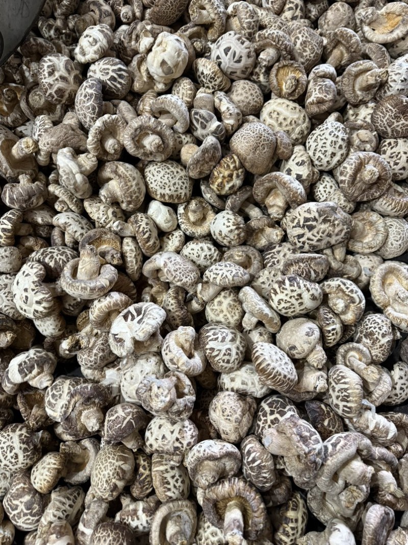 包邮5-6厘米泌阳大花菇小花菇2026新货