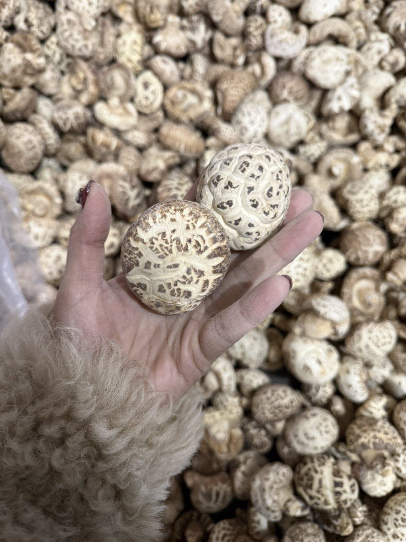 包邮5-6厘米泌阳大花菇小花菇2026新货