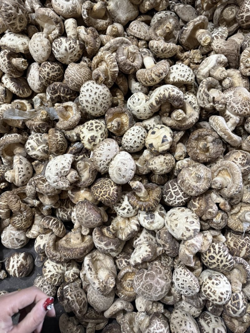 包邮5-6厘米泌阳大花菇小花菇2026新货