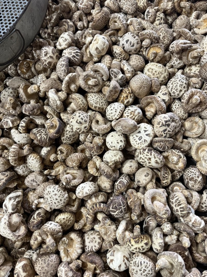 包邮5-6厘米泌阳大花菇小花菇2026新货