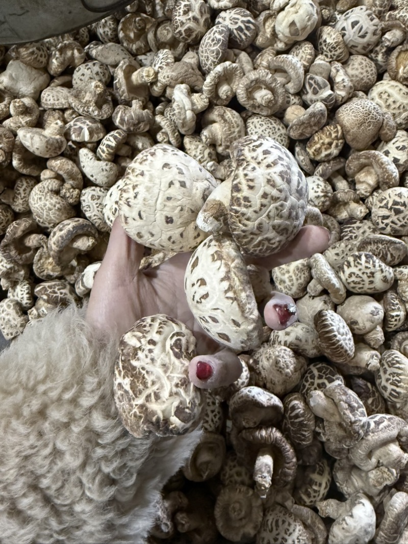 包邮5-6厘米泌阳大花菇小花菇2026新货