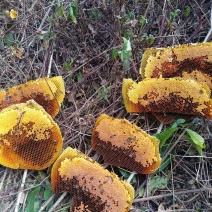 土蜂蜜纯土养野生蜂蜜，