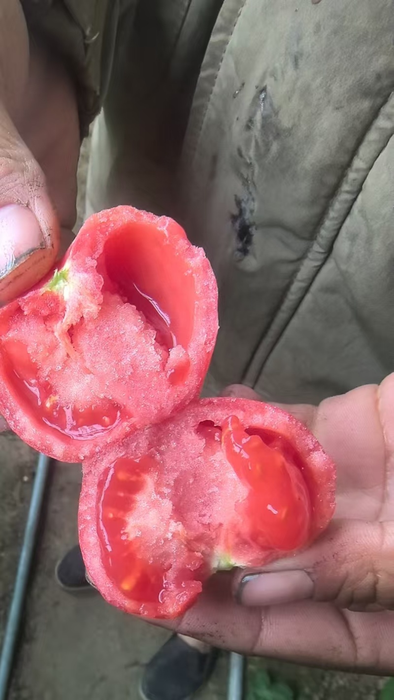 普罗旺斯沙瓤