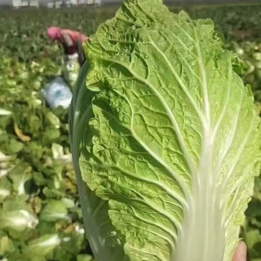 湖北黄心大白菜，诚信经营，保证品质，价格合理。