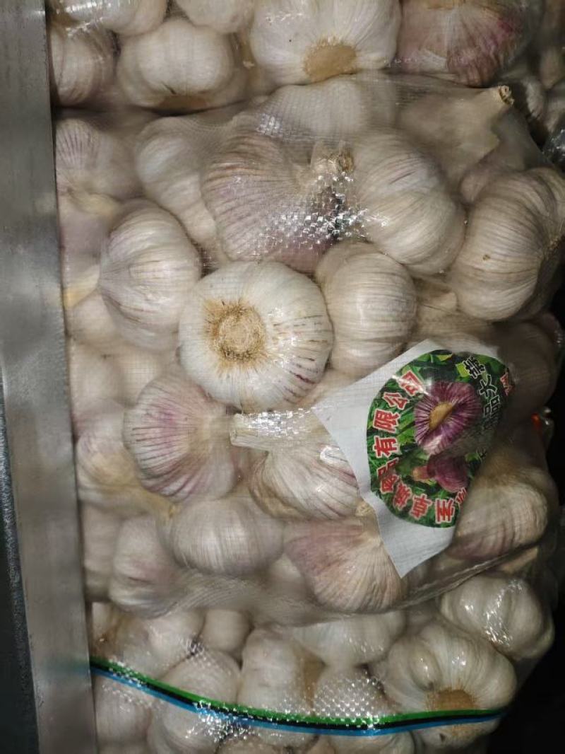 邳州精品大蒜大量供应产地直发价格优惠欢迎来电洽谈