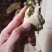 脱毒原种姜种【姜厂批发】大/二黄姜种/山农一号/提供技术