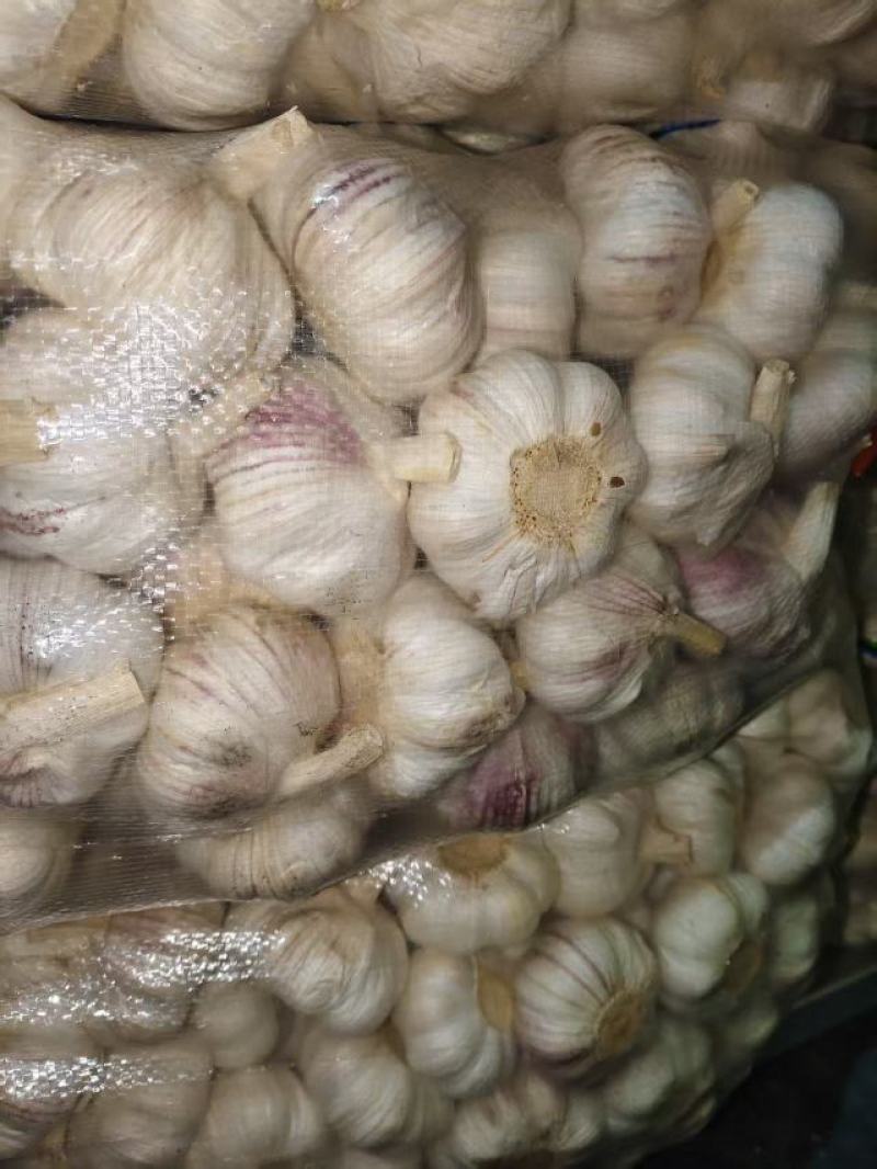 邳州精品大蒜量大价优对接全国市场商超社区团购来电谈