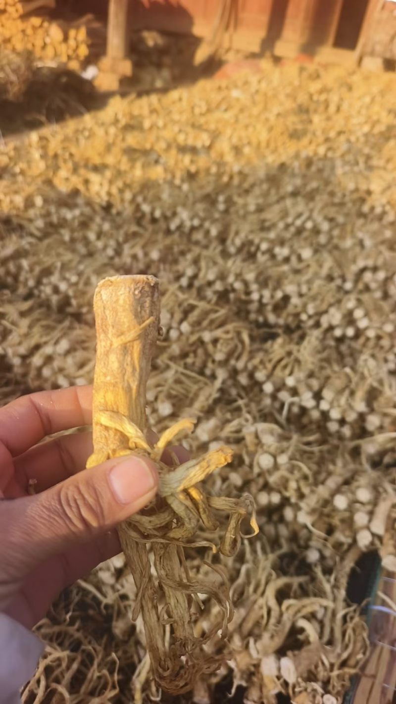 云南丽江秦艽干货