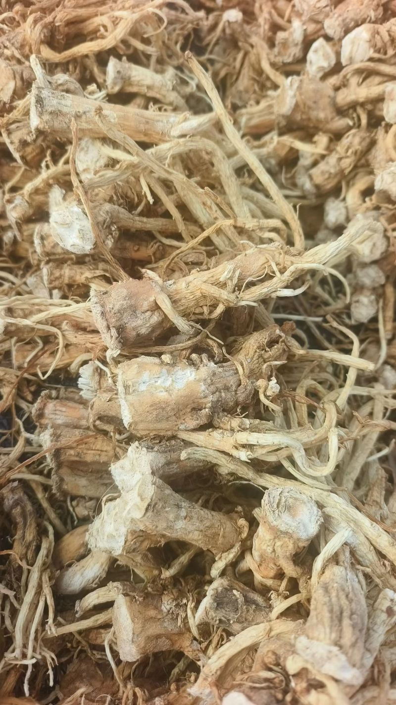 云南丽江秦艽干货
