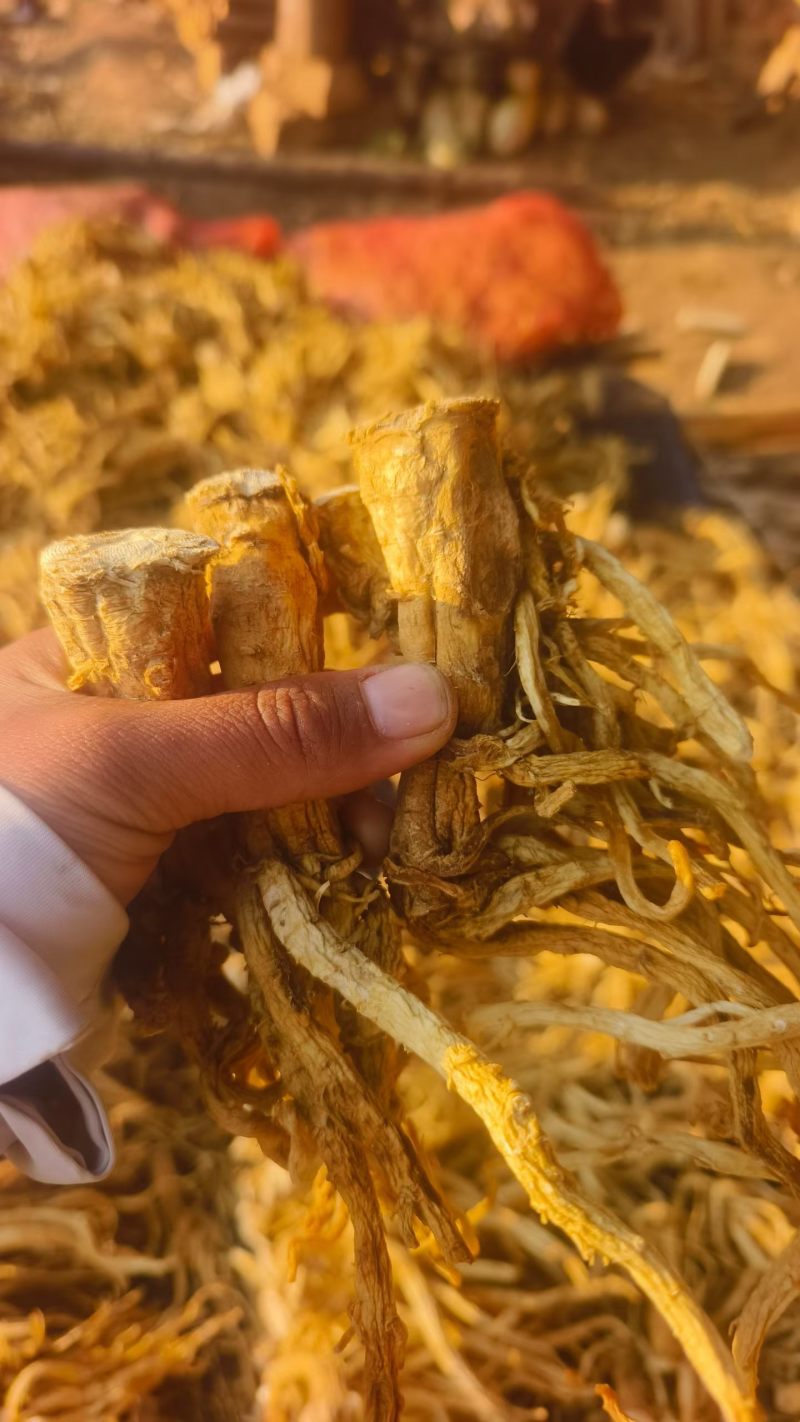 云南丽江秦艽干货