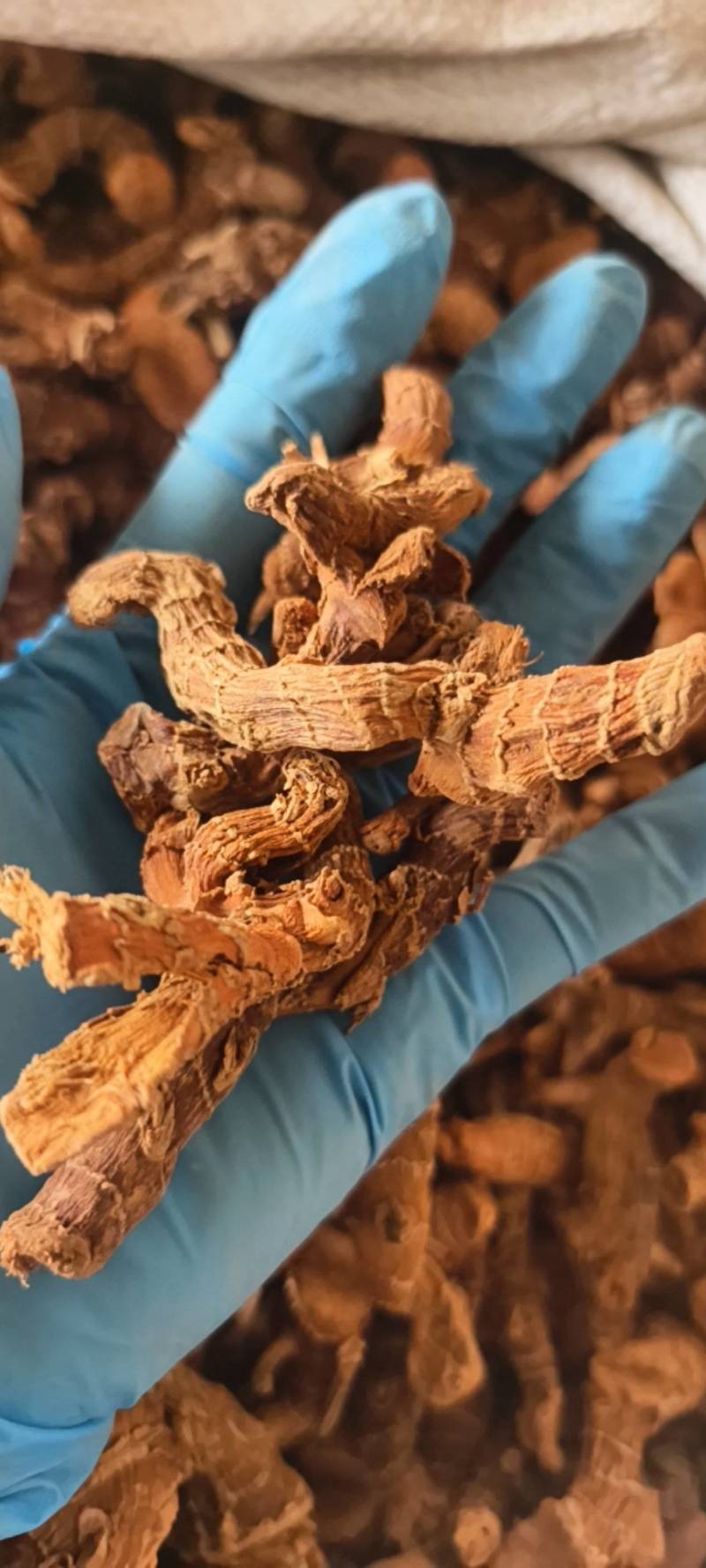 良姜高良姜统货产地广西地道药材紫轩堂药业