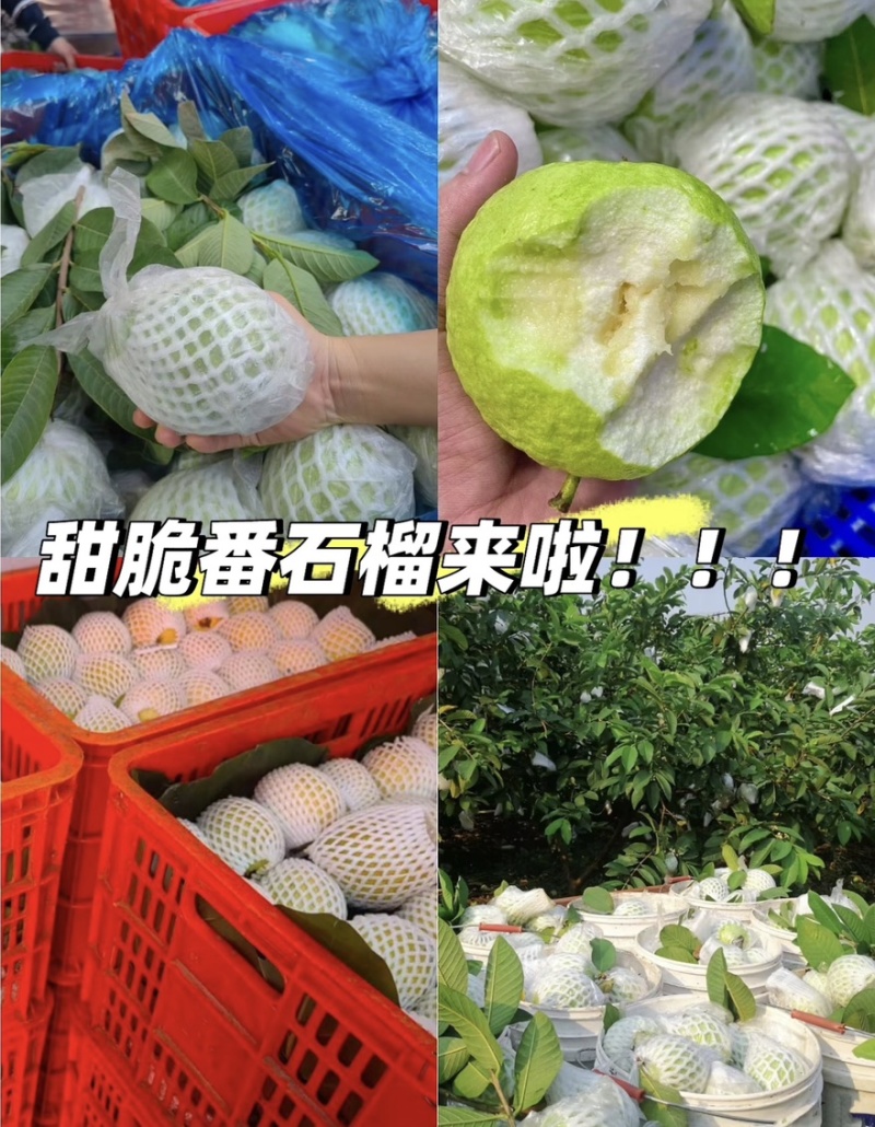 【精选】番石榴。发往全国。货源充足，质量保证。专业代办。