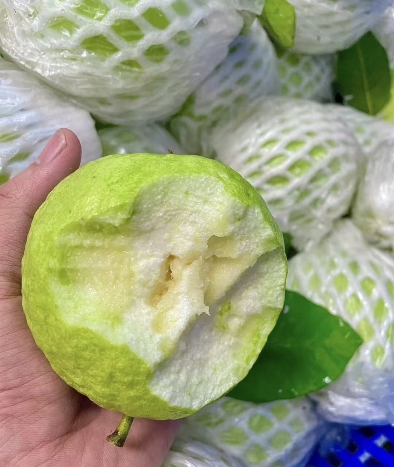 【精选】番石榴。发往全国。货源充足，质量保证。专业代办。