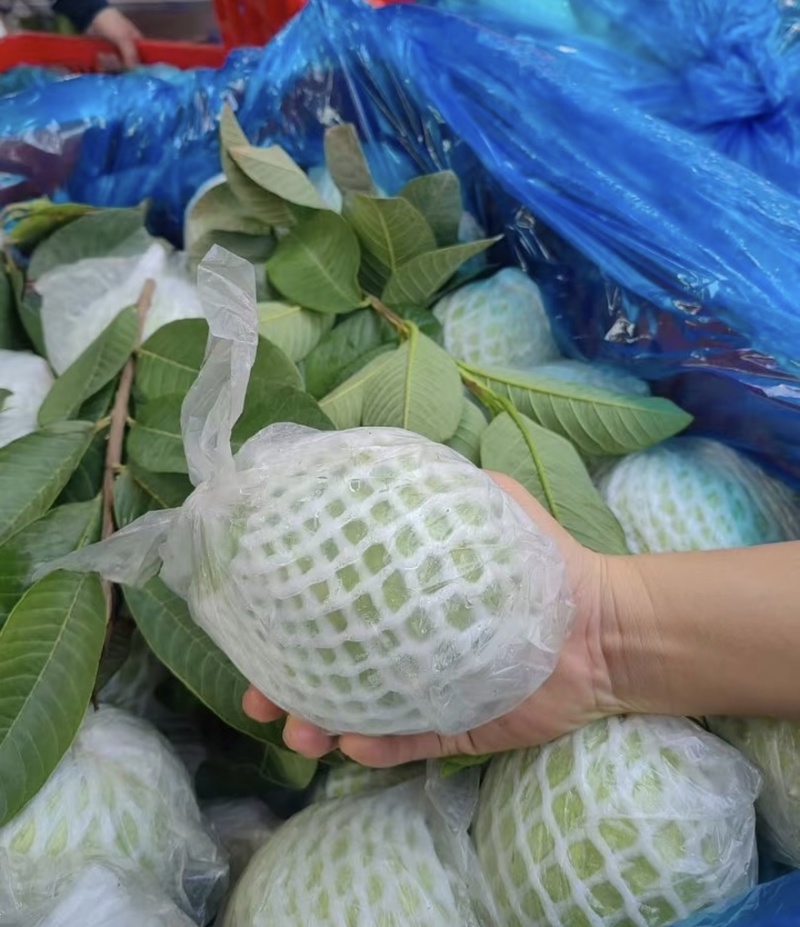 【精选】番石榴。发往全国。货源充足，质量保证。专业代办。