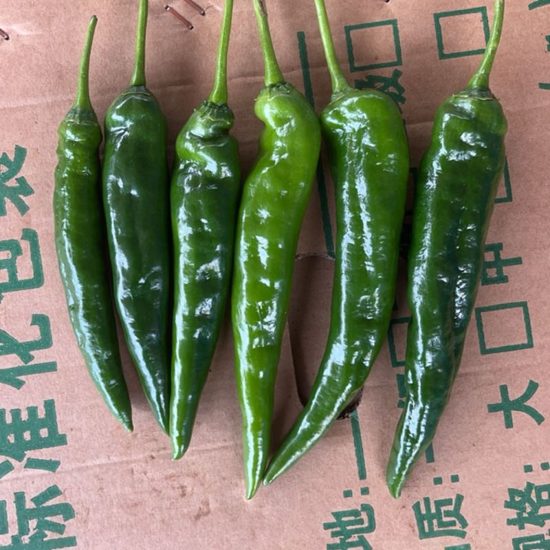 鲜辣椒、辣椒、早尖