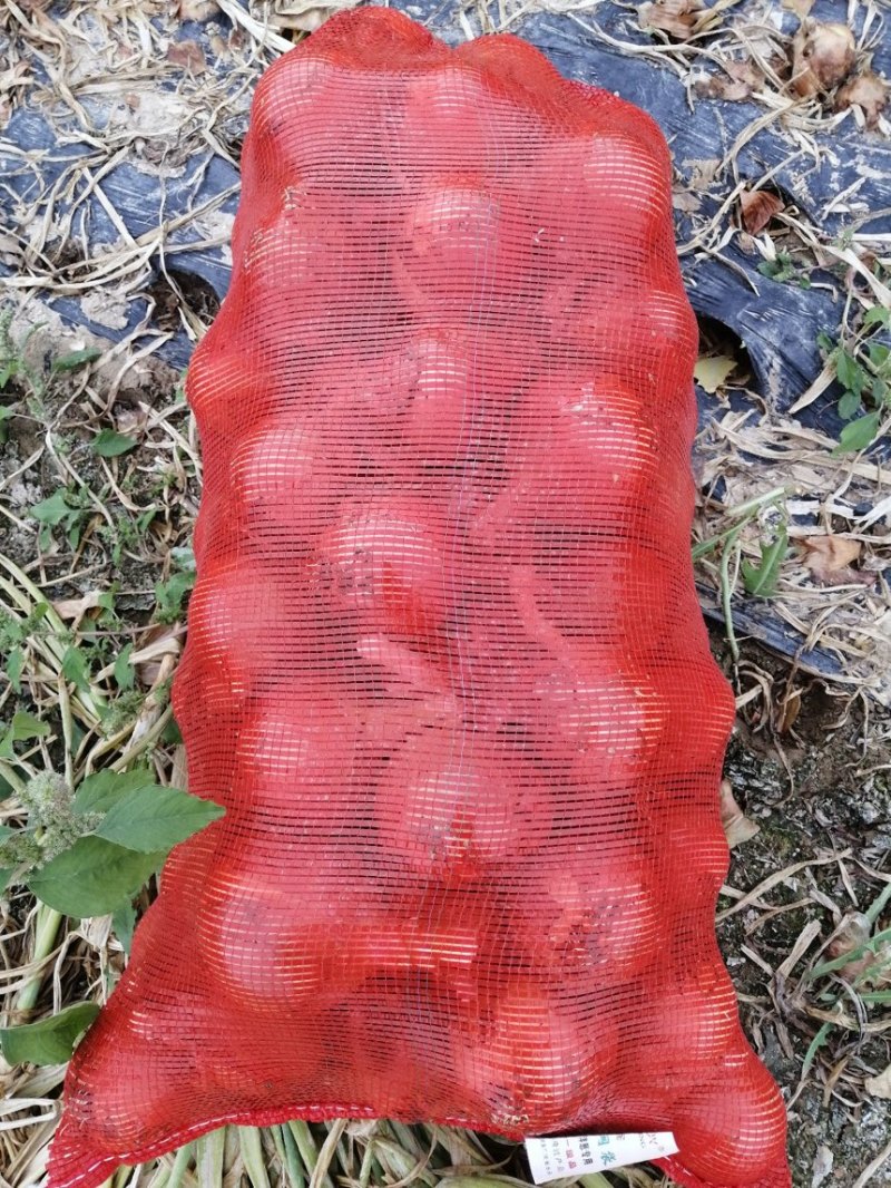 洋葱黄皮洋葱鲜内可口产地直供规格齐全欢迎来电