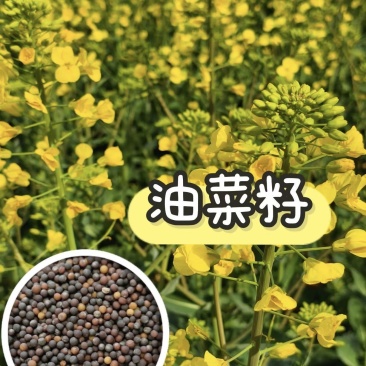 湖南油菜籽