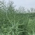 湖南油菜籽
